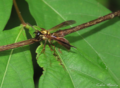 Polybia chrysothorax