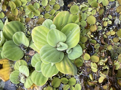 Pistia stratiotes image