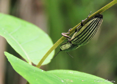 Chalcolepidius zonatus