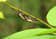 Chalcolepidius zonatus