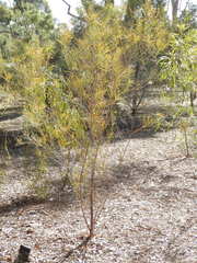 Acacia fauntleroyi