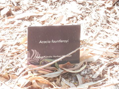 Acacia fauntleroyi