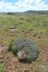 Euphorbia aggregata