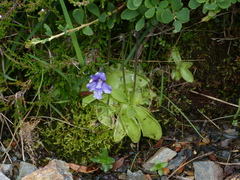 Pinguicula grandiflora