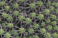 Euphorbia aggregata
