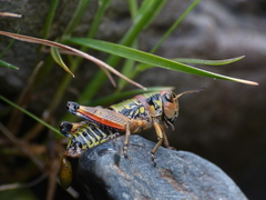 Cophopodisma pyrenaea