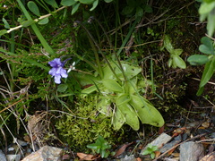 Pinguicula grandiflora