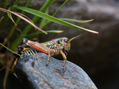 Cophopodisma pyrenaea