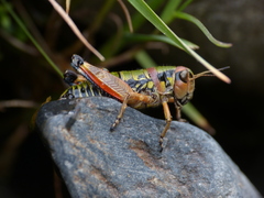 Cophopodisma pyrenaea