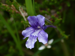 Pinguicula grandiflora