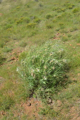 Gomphocarpus tomentosus