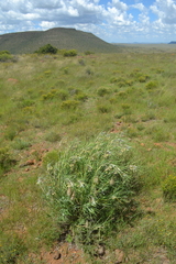 Gomphocarpus tomentosus