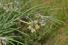 Gomphocarpus tomentosus