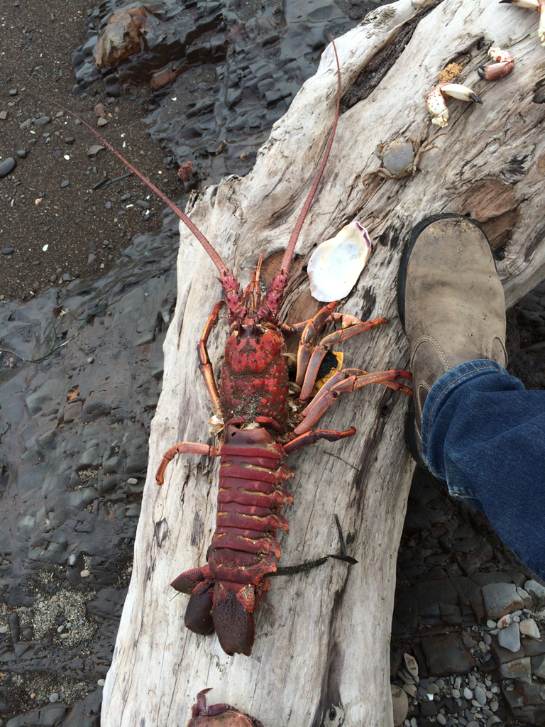 California spiny lobster - Wikipedia