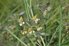 Gomphocarpus tomentosus