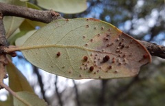 Neuroterus saltatorius texanus