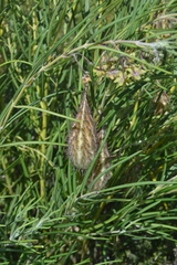 Gomphocarpus tomentosus