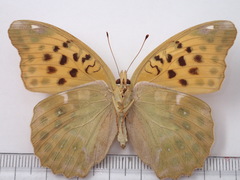 Argynnis anadyomene