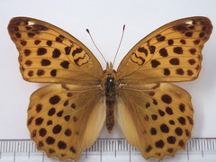 Argynnis anadyomene