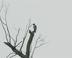 Microhierax melanoleucos