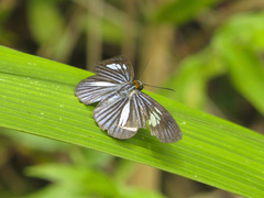 Pythonides lancea