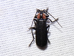 Discodon bipunctatum