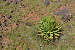 Aloe broomii