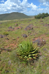 Aloe broomii