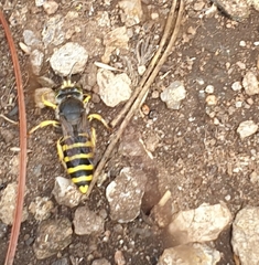 Bembix tarsata