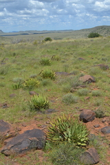 Aloe broomii