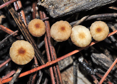 Marasmius anomalus