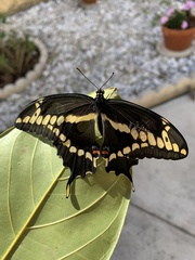 Heraclides cresphontes