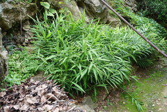 Zingiber officinale