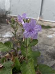 Ruellia ciliatiflora