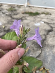 Ruellia ciliatiflora