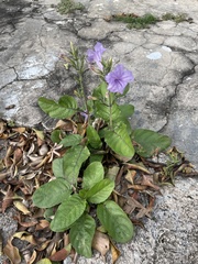 Ruellia ciliatiflora