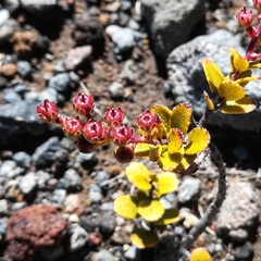 Gaultheria colensoi