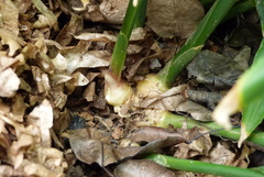 Zingiber officinale