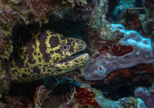 Chain Moray