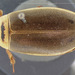 Colymbetes densus - Photo (c) Museum of Comparative Zoology, Harvard University，保留部份權利CC BY-NC-SA