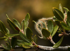 Cercocarpus ledifolius intermontanus