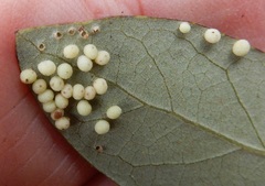 Neuroterus saltatorius texanus