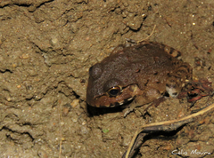 Leptodactylus vastus