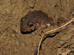 Leptodactylus vastus