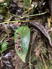 Pleurothallis rowleei