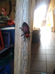 Coraliomela aeneoplagiata