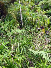 Isachne distichophylla