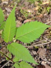 Bidens frondosa