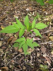 Bidens frondosa