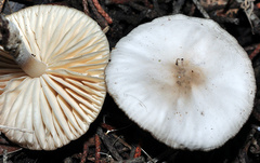 Marasmius wynneae